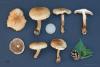 fungi_11_t1_5.jpg