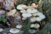 fungi_12_t1_1.jpg