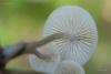 fungi_15_t1_1.jpg