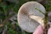 fungi_17_t1.jpg