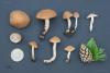 fungi_18_t1_1.jpg