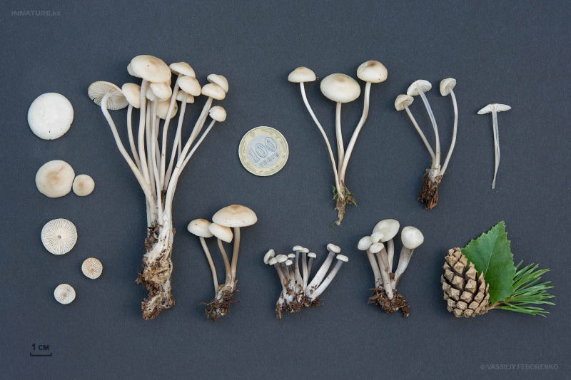 fungi_19_1.jpg