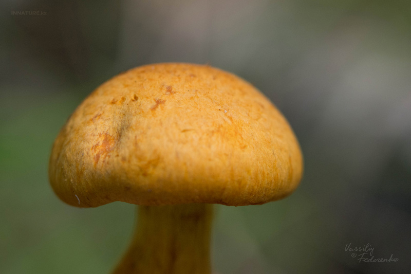 fungi_20.jpg