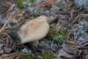 fungi_28_t1.jpg
