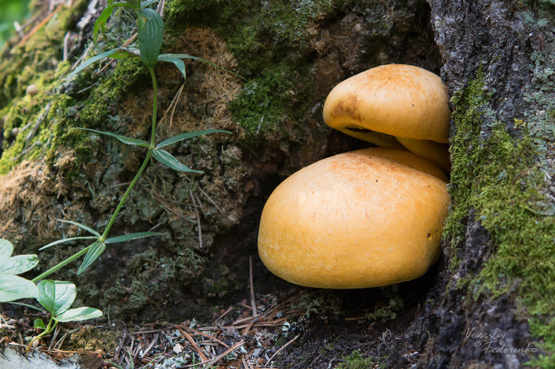 gymnopilus-junonius_01.jpg