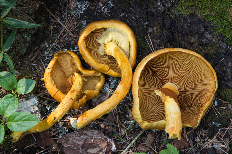 gymnopilus-junonius_02.jpg