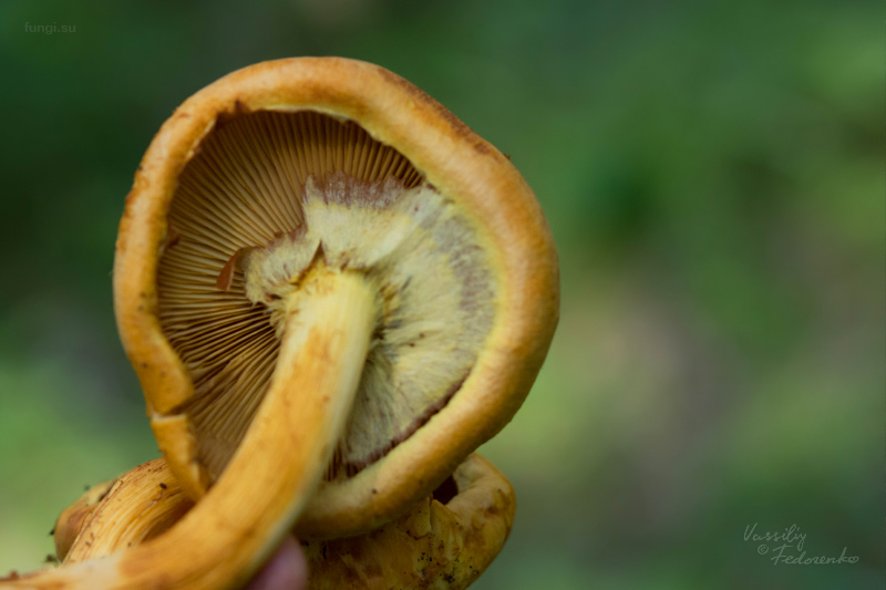 gymnopilus-junonius_03.jpg