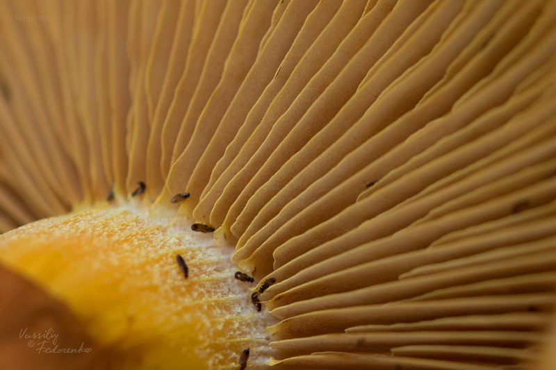 gymnopilus-junonius_04.jpg