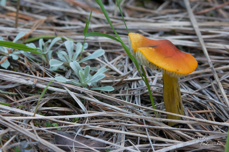 hygrocybe_01_1.jpg