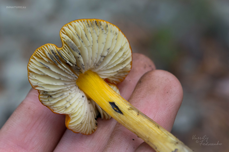 hygrocybe_02.jpg