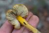 hygrocybe_02_t1.jpg