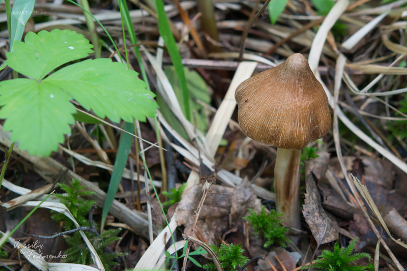 inocybe_01.jpg