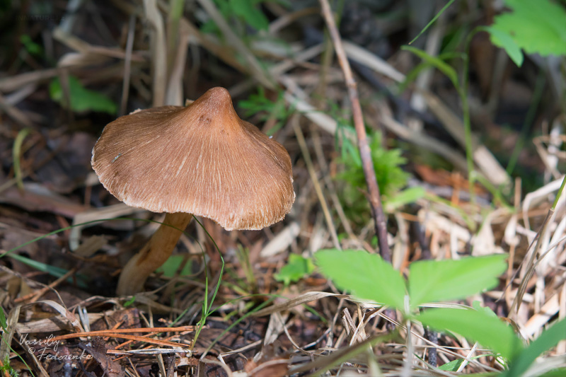 inocybe_02.jpg