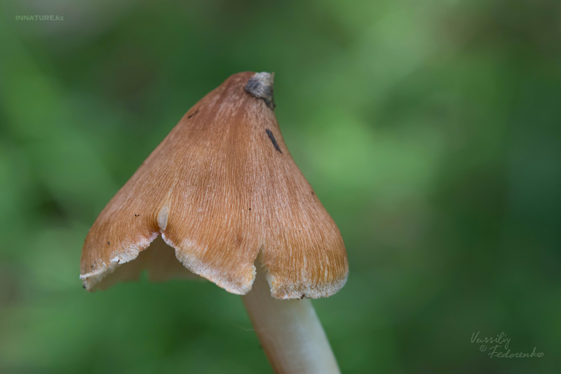 inocybe_03.jpg