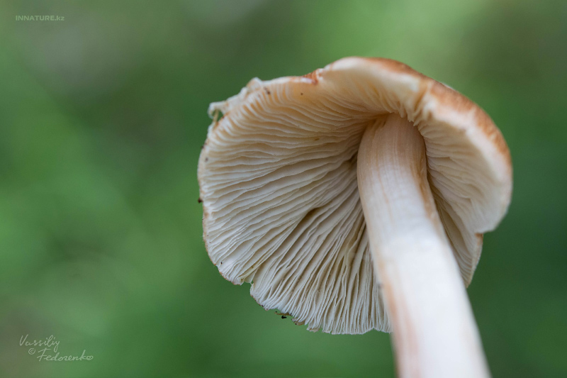 inocybe_04.jpg