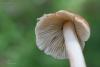 inocybe_04_t1.jpg