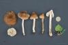 inocybe_05_t1.jpg