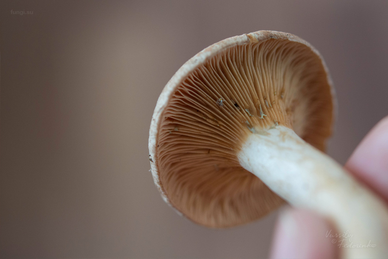 lactarius-sp-03.jpg