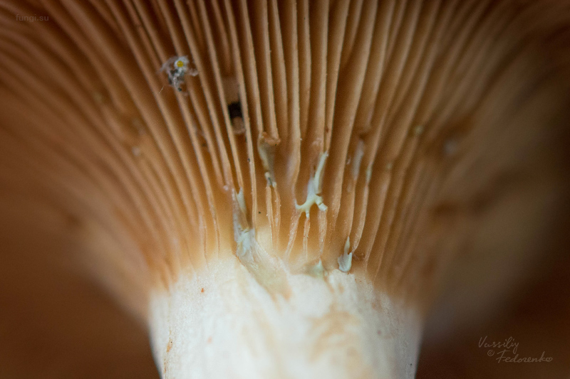 lactarius-sp-04.jpg