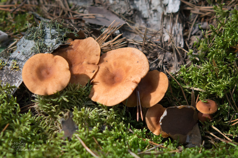 lactarius_01_1.jpg