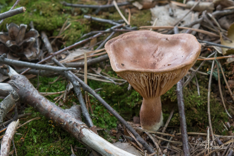 lactarius_01_6.jpg