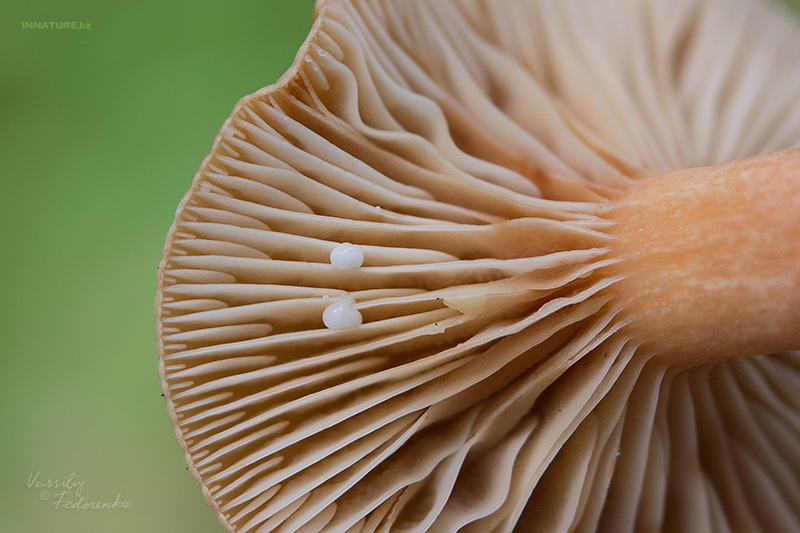 lactarius_02.jpg