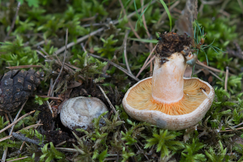 lactarius_02_1.jpg