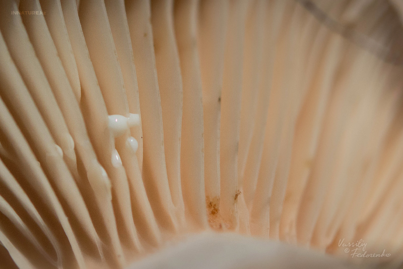 lactarius_02_4.jpg