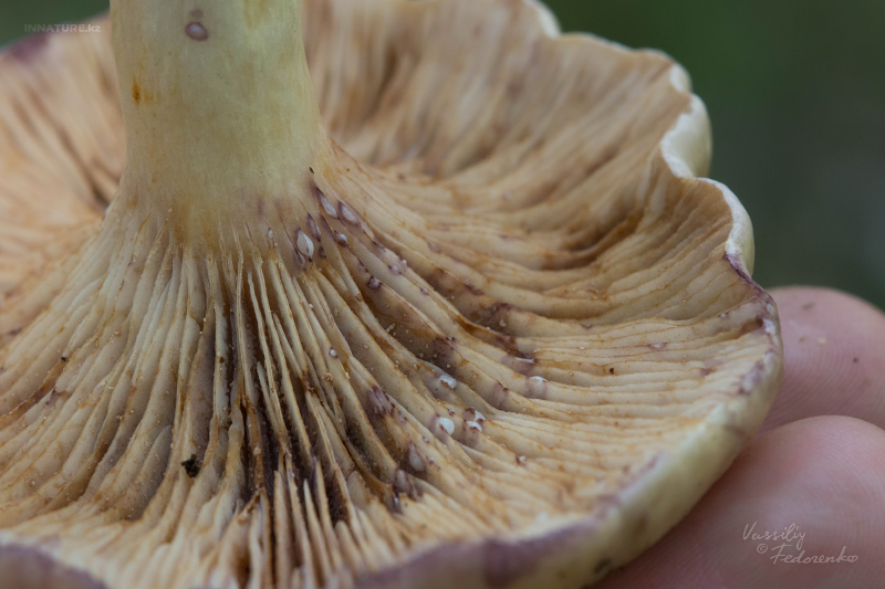 lactarius_03_3.jpg