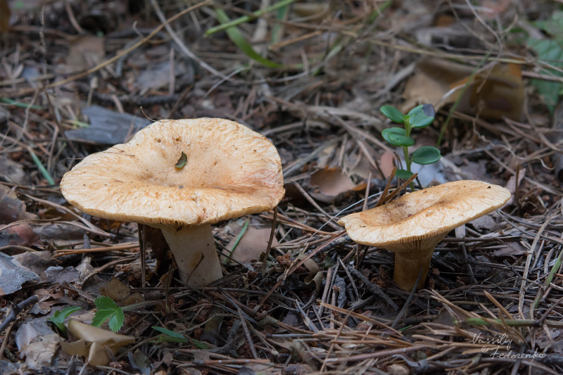 lactarius_03_5.jpg