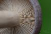 lactarius_03_t1_3.jpg