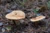 lactarius_03_t1_4.jpg