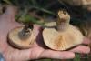 lactarius_03_t1_5.jpg