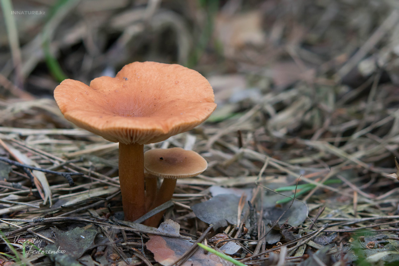 lactarius_04.jpg