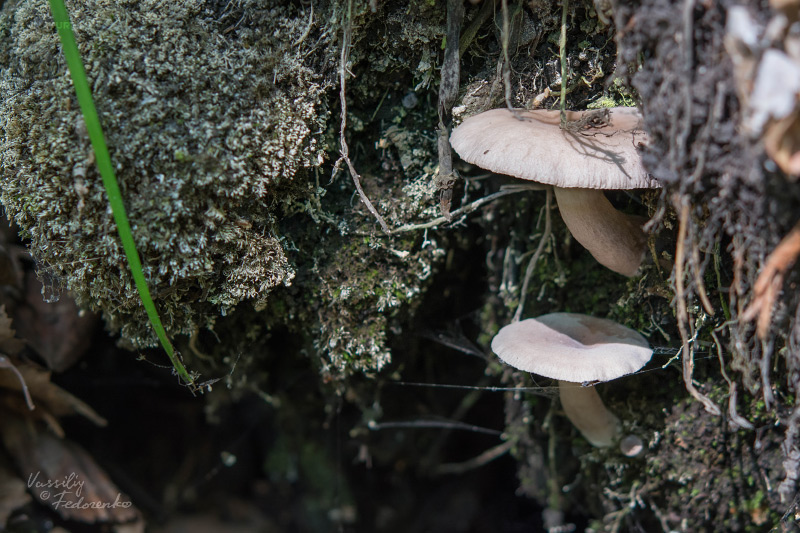 lactarius_04_2.jpg