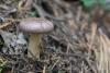 lactarius_04_t1_3.jpg