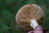 lactarius_04_t1_4.jpg