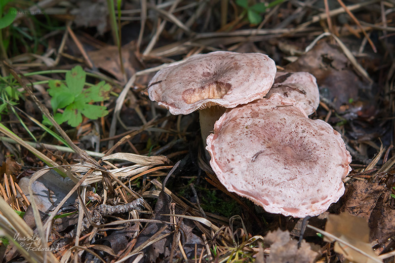 lactarius_05.jpg