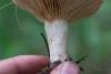 lactarius_05_t1_3.jpg