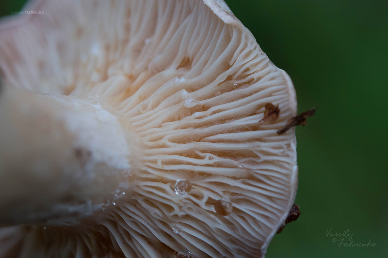 lactarius_06.jpg