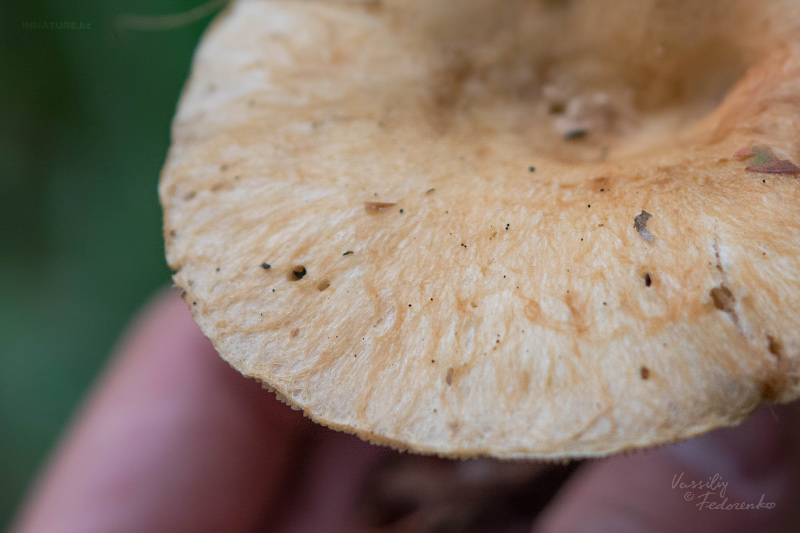 lactarius_06_3.jpg