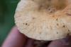 lactarius_06_t1_3.jpg