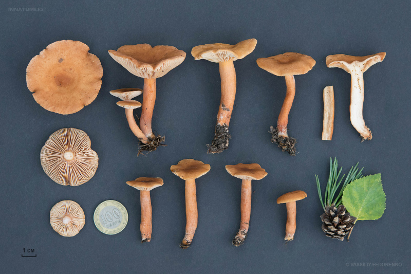 lactarius_07_2.jpg