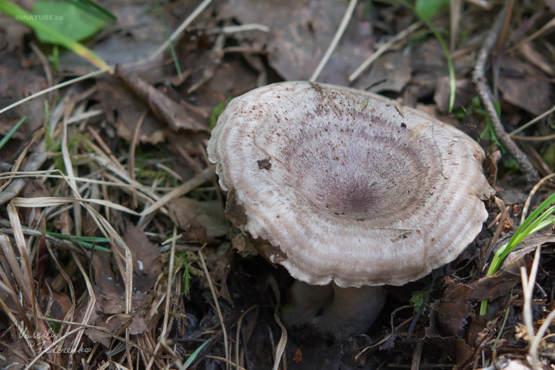 lactarius_08_1.jpg