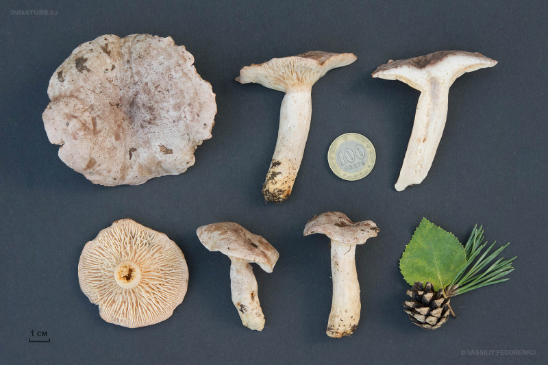 lactarius_08_2.jpg