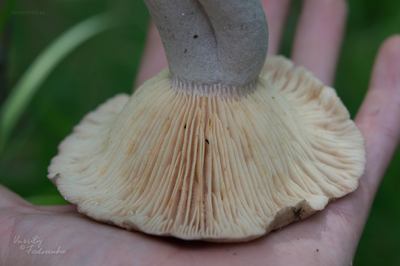 lactarius_09.jpg