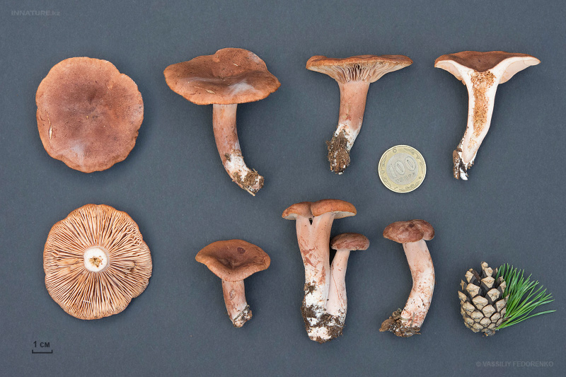 lactarius_09_1.jpg