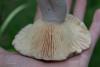 lactarius_09_t1.jpg