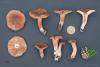 lactarius_09_t1_1.jpg