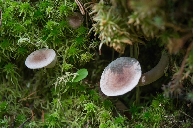 lactarius_11.jpg